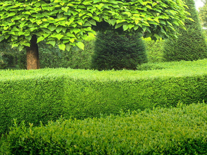 Buxus sempervirens arborescens, Buchsbaum