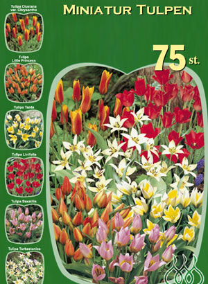 sortiment_miniatur_tulpen Miniatur-Tulpen Sortiment (Art.Nr. 598224)