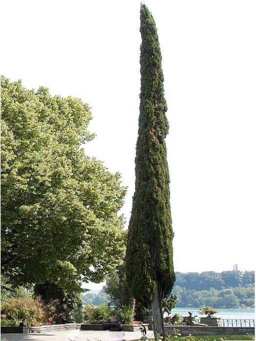 zypresse-mediterran-baum Die Toscana-Zypresse 'Totem' als Solitärgehölz