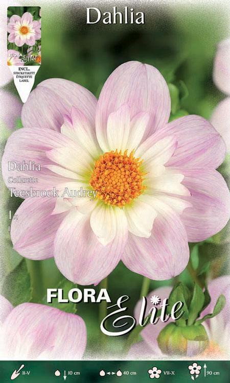 Collarette-Halskrausen-Dahlie 'Teesbrook Audrey', Dahlia (Art. Nr. 520685)