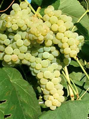 lakemont_traube_j kernlose Tafeltraube Romulus