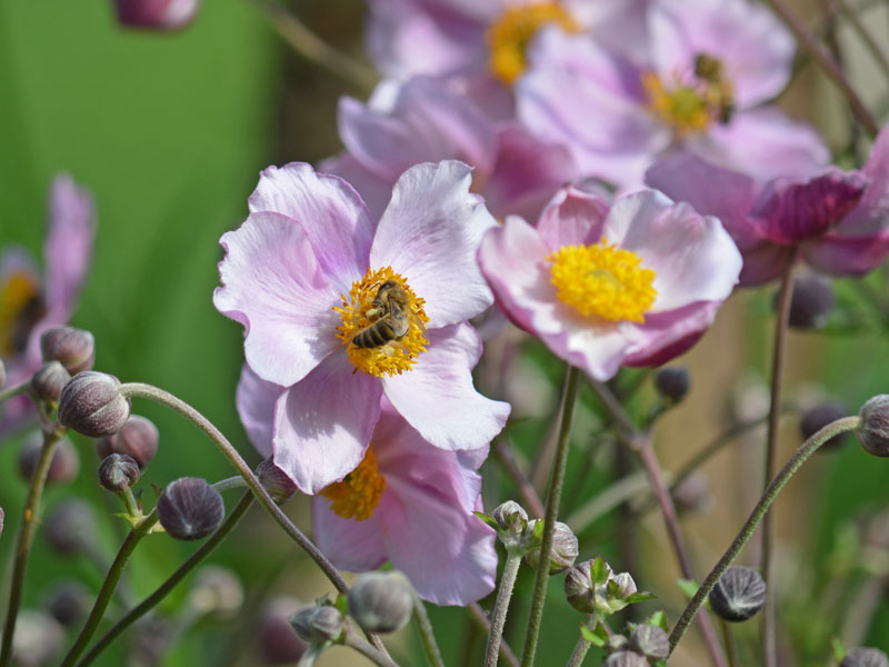 Nahaufnahme einer Biene auf einer Anemone Ouvertuere Bluete