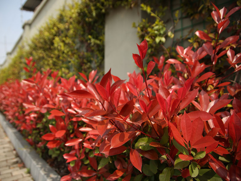 Photinia fraseri 'Devil's Dream', Rotlaubige Glanzmispel Photinia fraseri 'Devil's Dream', Rotlaubige Glanzmispel