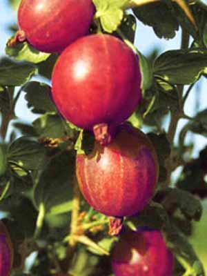 stachelbeere_rokula_bauer_j Stachelbeere 'Dr. Bauer's Rokula'