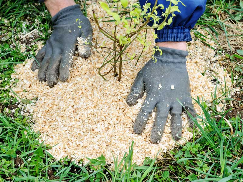 Ein Beerenstrauch wird mit Saegespaehnen gemulcht