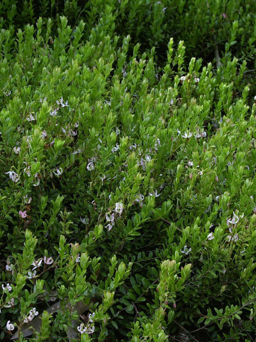 vaccinium-macrocarpon