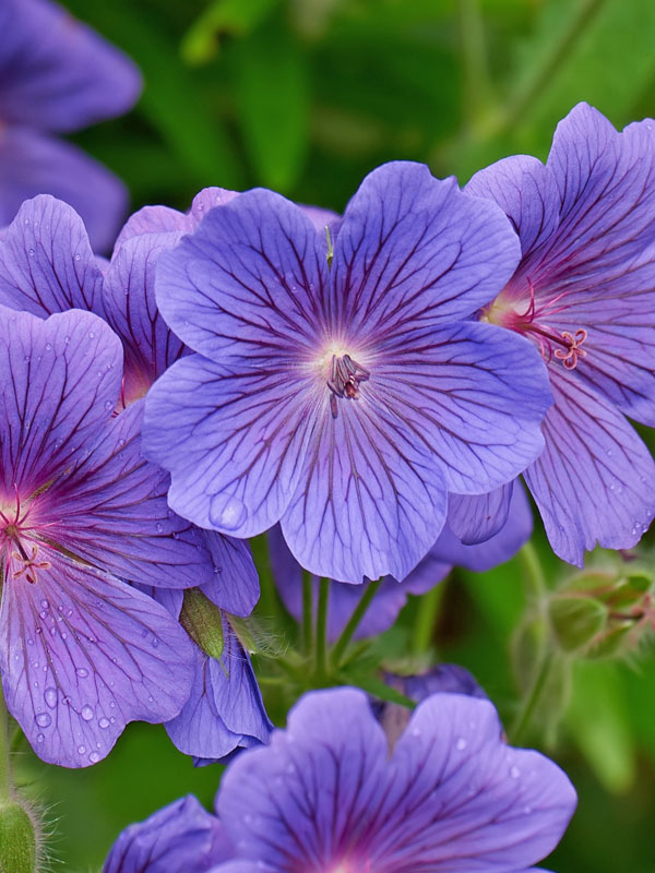 Nahaufnahme der Bluete eines Geranium Johnsons Blue