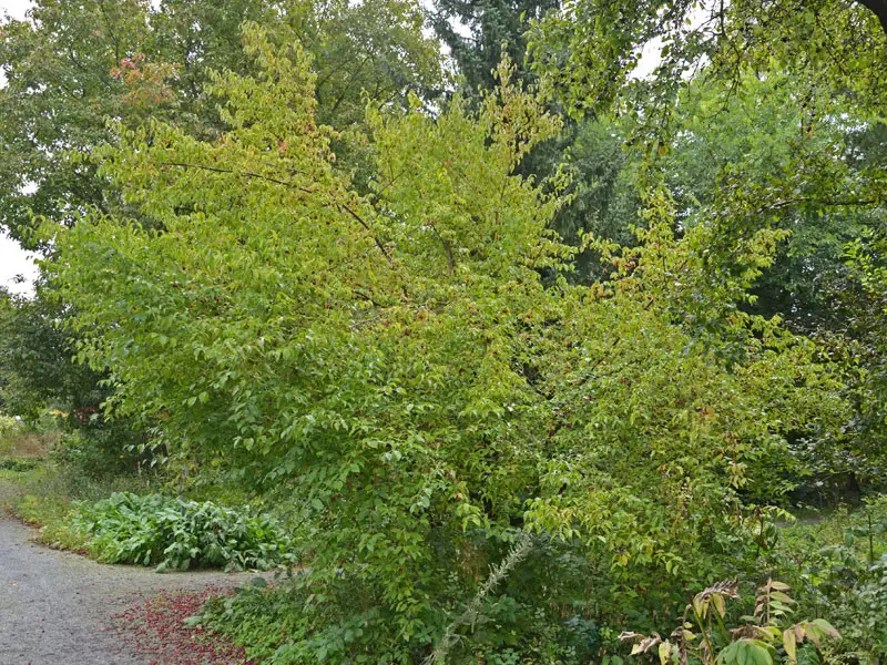 Strauch Cornus mas Strauch eines Cornus mas am Waldrand