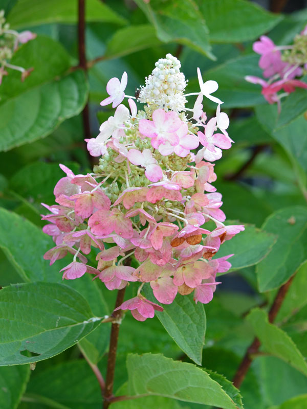 Nahaufnahme der rot-weissenBluete der Rispenhortensie Pinky Winky