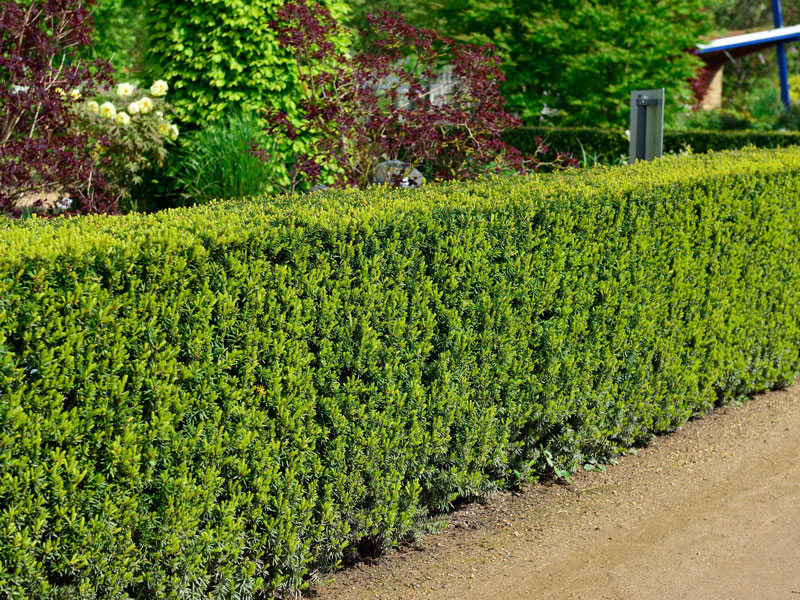 Taxus-media-Hicksii-Hecke Weibliche Bechereibe Hicksii Hecke