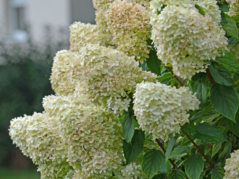Hydrangea paniculata Limelight