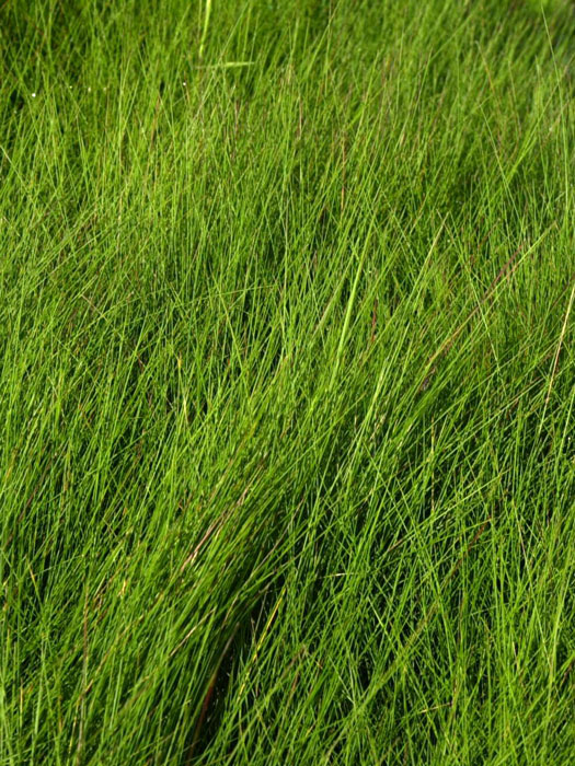 festuca-amethystina Festuca amethystina, Amethyst-Schwingel, Regenbogen-Schwingel