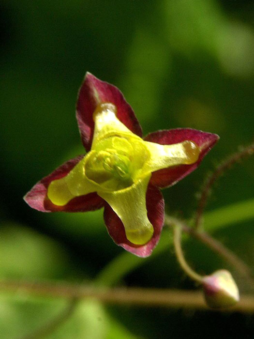 epimedium-alpinum Blüte der Alpen-Sockenblume