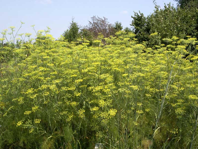 Foeniculum vulgare - Gewürz-Fenchel