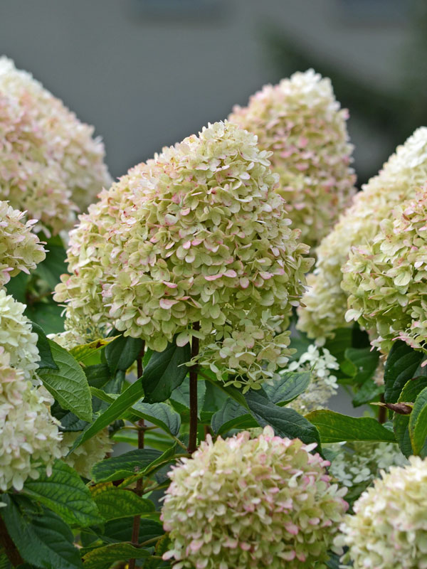Nahaufnahme der Bluete der Hortensie Limelight