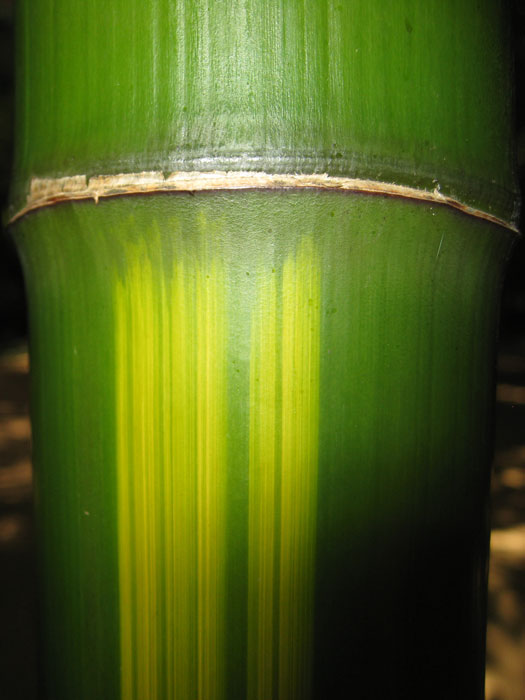 bambus-huangwenzhu-halm