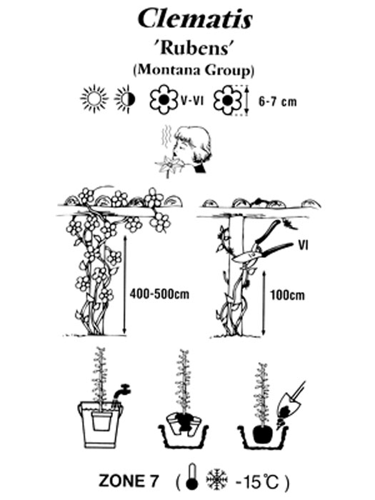clematis-montana-rubens Pflanz- und Pflegeanleitung