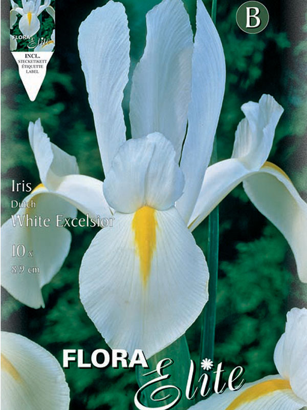 Schwertlilie White Excelsior