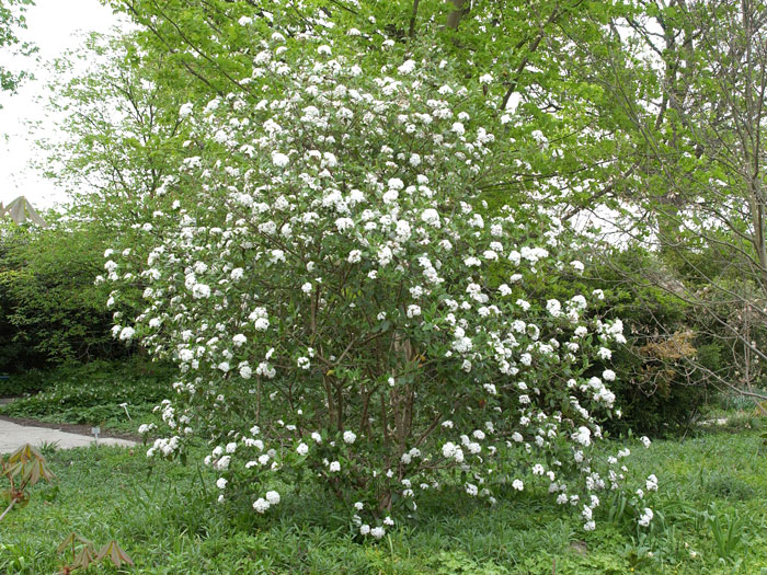 viburnum-burkwoodii Oster-Schneeball Strauch