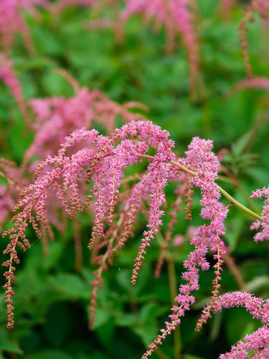 astilbe-straussenfeder Blüte der hängenden Prachtspiere 'Straußenfeder'
