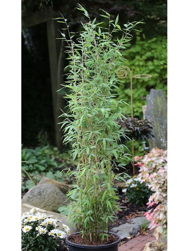 Saeulenbambus Fargesia Maasai im Topf