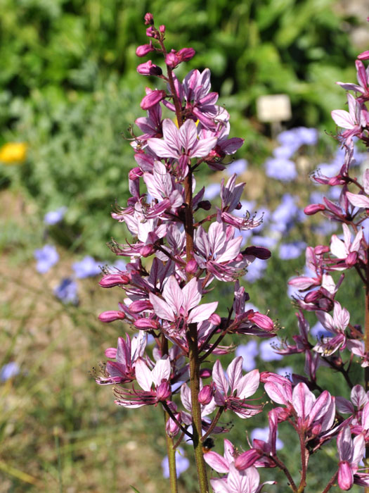 dictamnus-albus Dictamnus albus, Diptam, brennender Busch