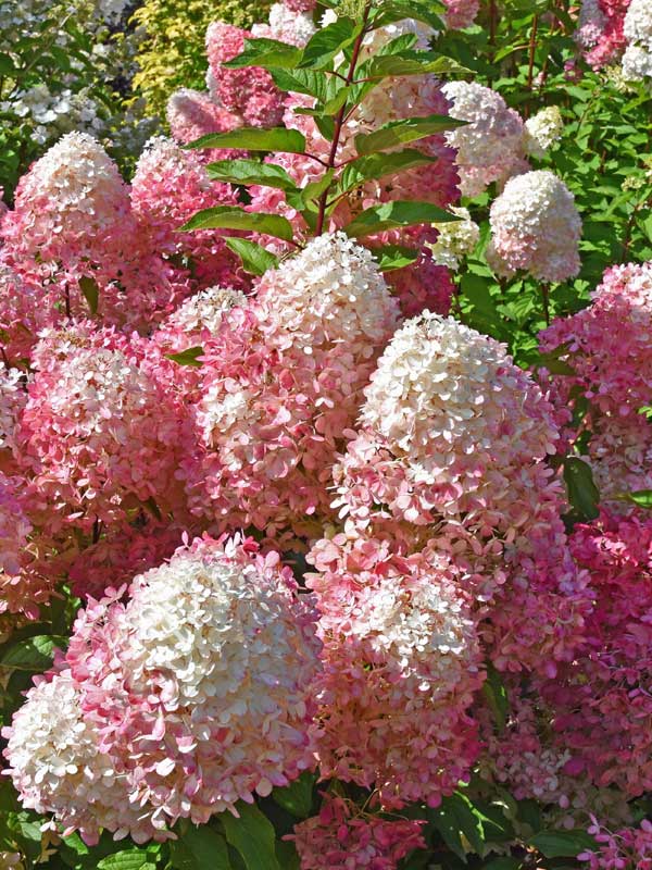 Weiß-rote Blueten der Rispenhortensie Pinkachu
