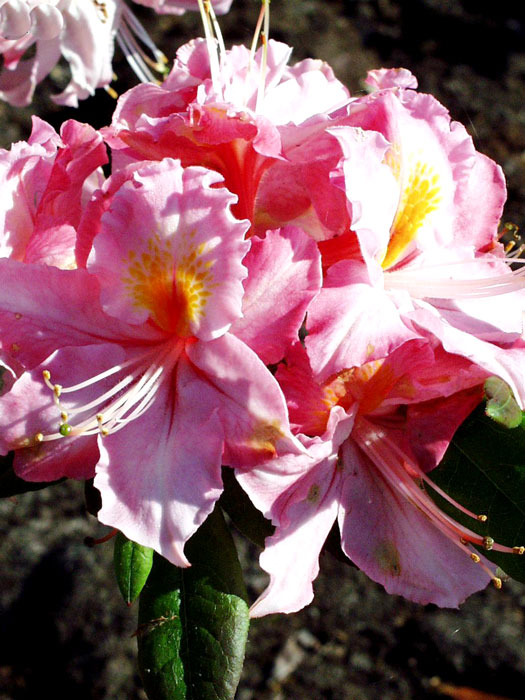 rhododendron-raimunda Rhododendron luteum 'Raimunde', sommergrüne japanische Gartenazalee