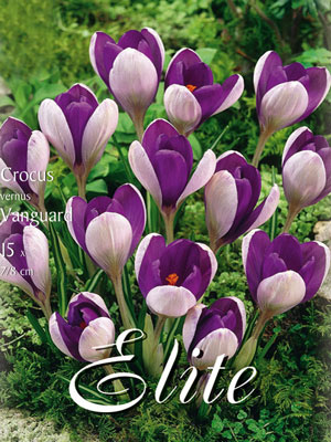 crocus_vanguard_78357_0 Frühjahrsblühender Krokus 'Vanguard' (Art.Nr. 596228)