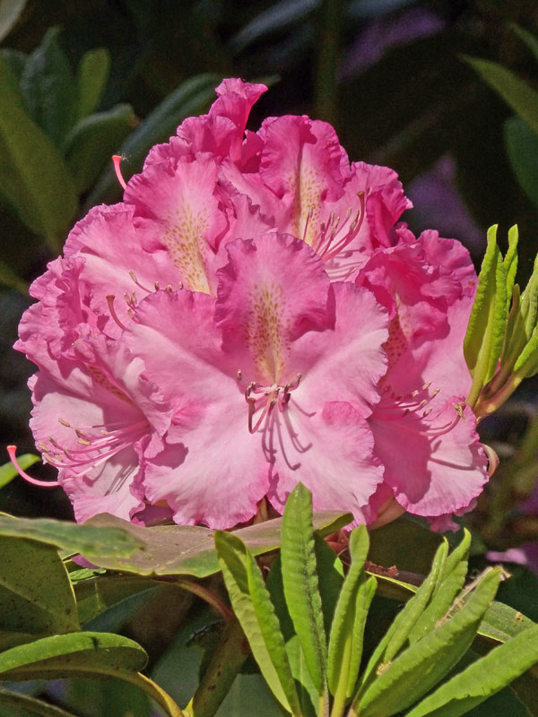 Rhododendron Anastasia Bluete