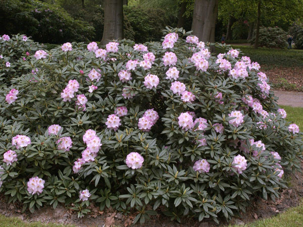 rhododendron-brigitte Rhododendron 'Brigitte'