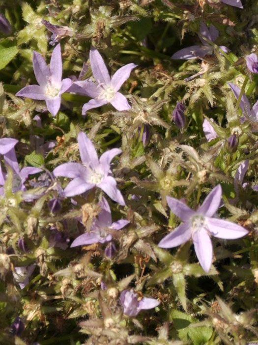 campanula-lisduggan Campanula poscharskyana 'Lisduggan' (M), Hängepolster-Glockenblume