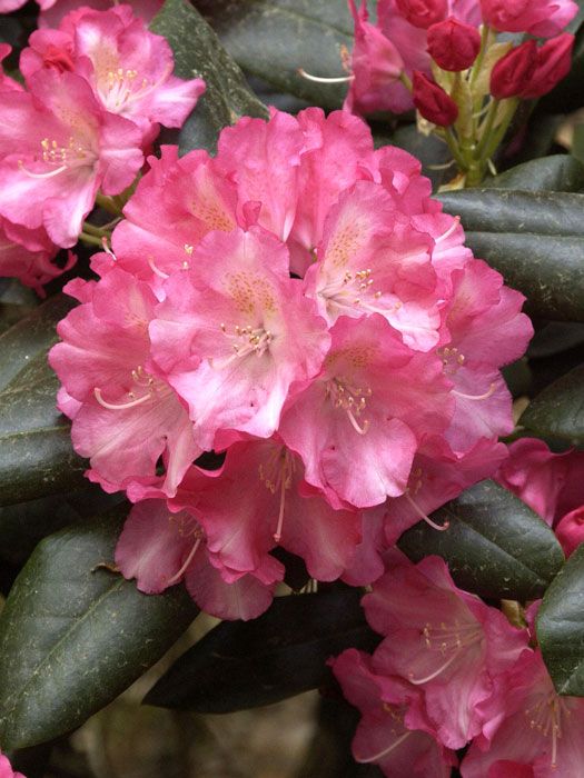 alpenrose-marlis Rhododendron yakushimanum 'Marlis'