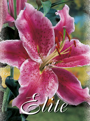 orientalische_lilien_hybride_rot_76916_0 Orientalische Lilien-Hybride 'Rot' (Art.Nr. 597144)