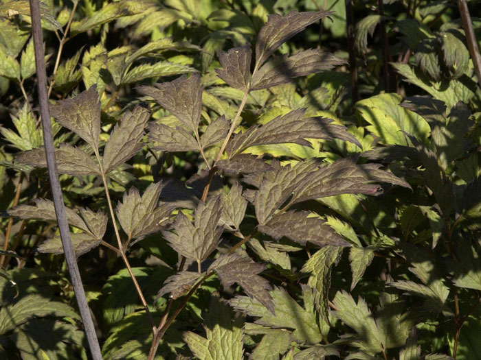 cimicifuga-atropurpurea-blatt Actaea simplex 'Atropurpurea', September-Silberkerze, Trauben-Silberkerze