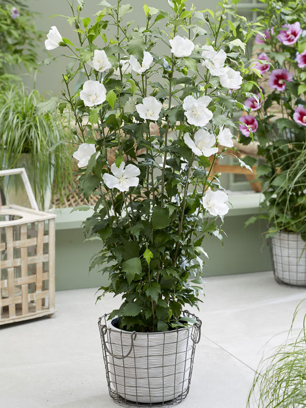 Säulen-Eibisch 'Flower Tower White' im Kübel Säulen-Eibisch 'Flower Tower White' in einem Kübel