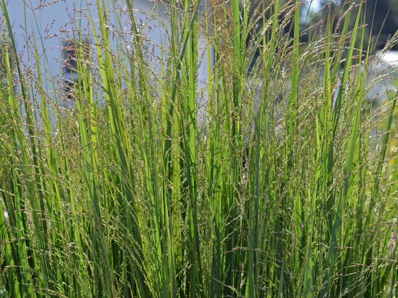 Halme und Blüte der Rutenhirse Northwind Halme und Bluete der Rutenhirse Northwind