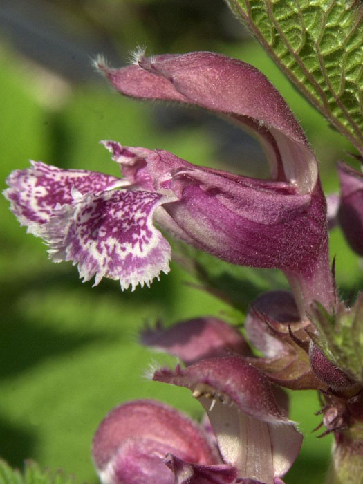 lamium-orvala Lamium orvala, Nesselkönig, großblütige Taubnessel