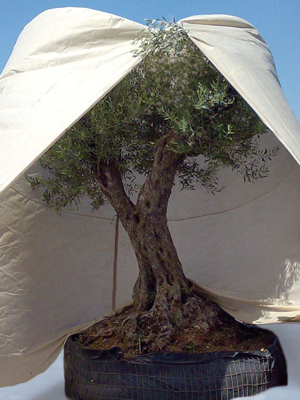 Vlieshaube Mediterran in Großformat