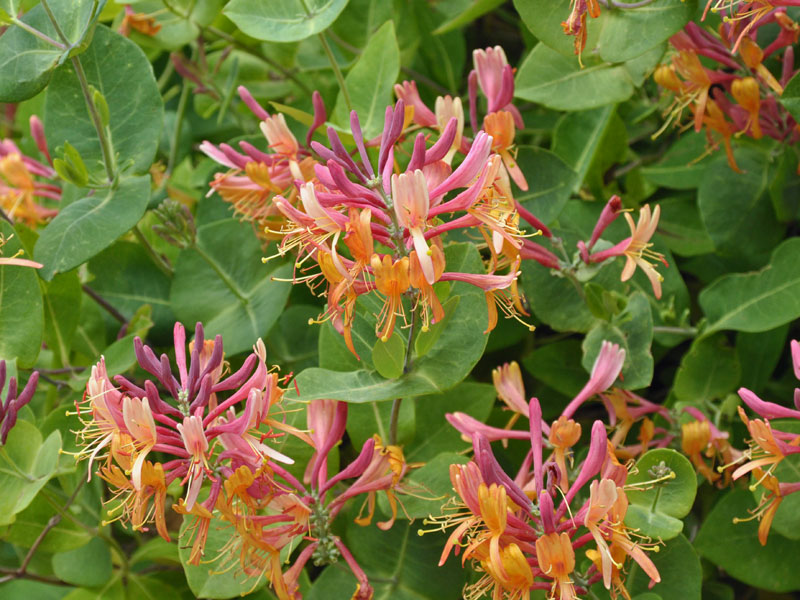 Lonicera Serotina, gelb-rotes Wald-Geissblatt