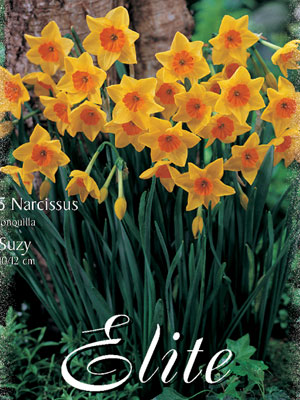 suzy Miniatur-Narzisse 'Suzy' (Art.Nr. 596130)