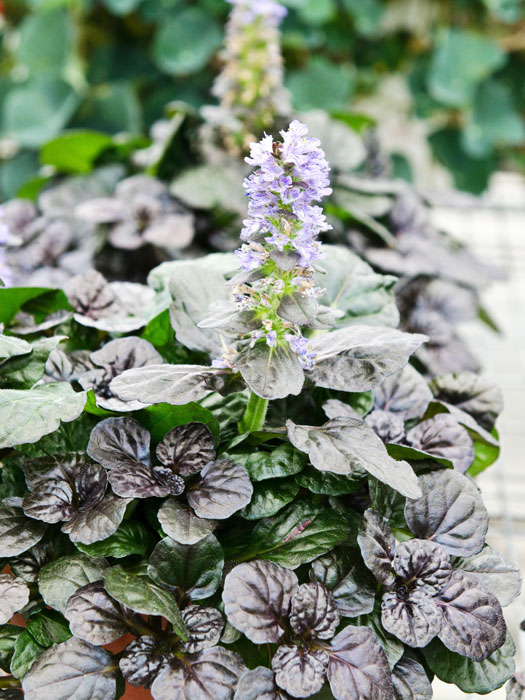 ajuga-black-scallop Der grüne Günsel während der Blütezeit