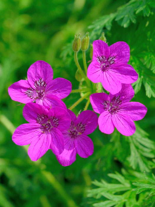 erodium-manescavii