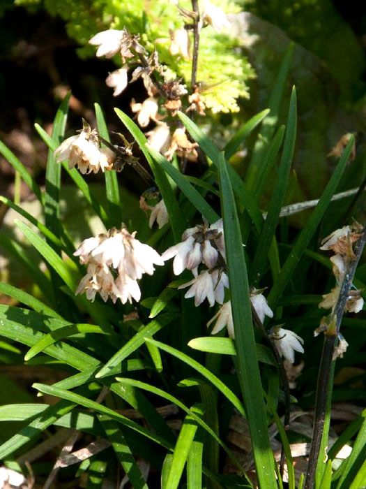 ophiopogon-minor Ophiopogon japonicus 'Minor', Kleiner Schlangenbart, Zwerg-Schlangenbart
