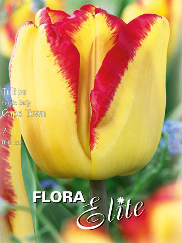 Einfache frühe Tulpe Cape Town Einfache frühe Tulpe Cape Town gelb mit rotem Rand