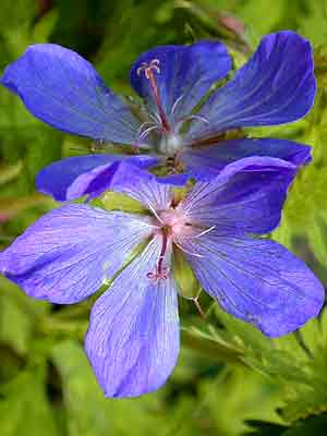 geranium-pratense13 Die Blüte des Wiesenstorchschnabels 'Johnson's Blue'