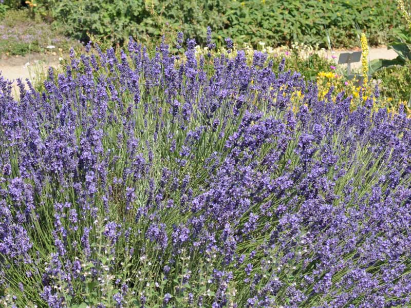 Lavendel Hidcote Blue in einem Beet gepflanzt