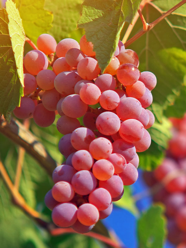 Tafeltraube Suffolk Red an der Weinrebe