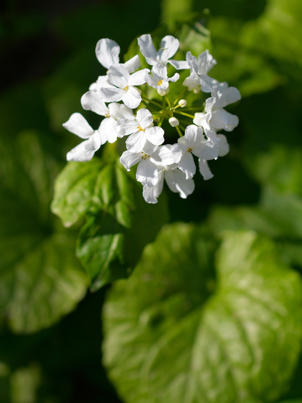 Nahaufnahme einer Blüte von Pachyphragma macrophylla
