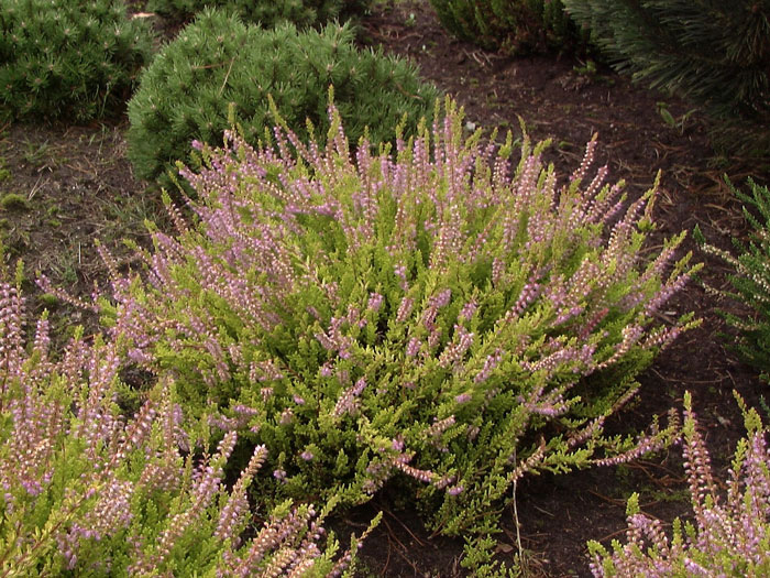 calluna-boskoop Besenheide 'Boskoop' mit schönem, breitem Wuchs